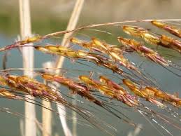 Image result for Elytrophorus spicatus