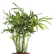 Wondering how to take care of your bamboo plants? Growing Palms Indoors Learn About Bamboo Palm Care