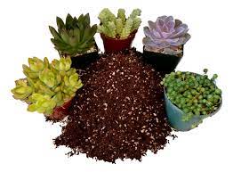 Common cactus ailments include rot, fungus, dull complexion, wilting, and a stunted growth due to poor light, poor soil, neglect, or too if your cactus is about to kick the bucket, here's how to bring it back to life without too much effort on your part. Cactus And Succulent Soil 1gl Walmart Com Walmart Com