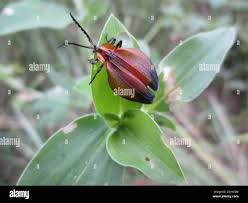 Image result for Cyathula orthacantha
