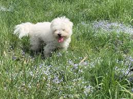 Hundesenioren erleben einige altersveränderungen, die ähnlich wie beim menschen sind. Die Lebenslust Alter Hunde Lumpi4 De Hundemagazin