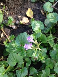 Ground cover with small purple flowers. What Is This Purple Flowering Ground Cover Gardening Landscaping Stack Exchange