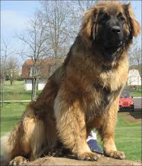 Review how much leonberger puppies for sale sell for below. He S Just A Big Fluffy Teddy Bear Leonberger Dog Leonberger Puppy Leonberger
