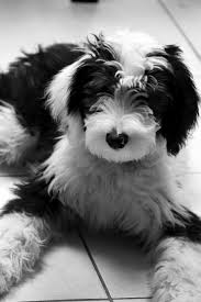 Black And White Sheepadoodle For Sale Pin By Katherine Baron On Dog Puppy Photography Black And White In 2020 Sheepadoodle Puppy Cute Dog Pictures Cute Dogs