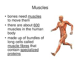 If the body lacks in carbohydrates and fats, the body makes use of proteins for energy production as they are essential for building muscle mass. The Musculoskeletal System Ppt Download