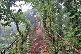 It's this rich vibrant habitat that attracts so many species of birds, mammals, and amphibians. 5 Best Things To Do At Monteverde Cloud Forest Reserve