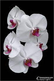 Orchid Symphony Orchid Flower Amazing Flowers Orchids