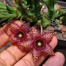 Image result for Orbea paradoxa