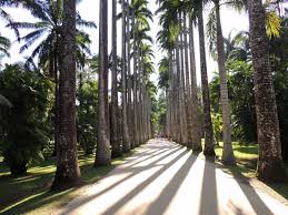 Resultado de imagem para Jardim BotÃ¢nico, Rio Hoje