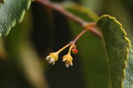 Image result for Gerrardinaceae