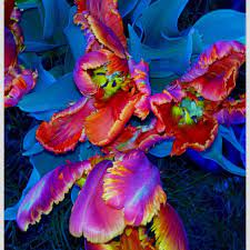 We did not find results for: Rainbow Parrot Tulips Photo From Iphone No Credit When This Happens Garden Plant Pots Plants Tulip Seeds