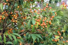 Image result for Myrianthus