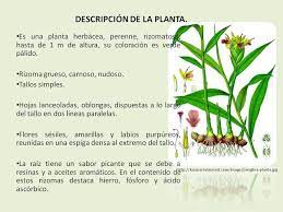Servicios Integrales Del Agro El Cultivo Del Jengibre Zingiber Officinale Cultivar Curvas De Nivel Perenne