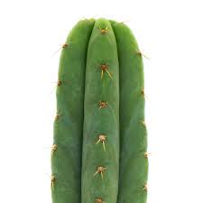 Fat plants san diego mini cactus plants in plastic planters. San Pedro Echinopsis Pachanoi Zamnesia