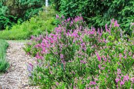 51 Different Types Of Heather Plus Interesting Facts Pretty Plants Perfect Plants Heather Plant