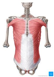 Abdominal surface anatomy can be described when viewed from in front of the abdomen in 2 ways: Abdominal Regions Anatomy Landmarks And Contents Kenhub