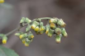 Image result for Blumea