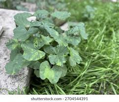 Image result for Malva verticillata