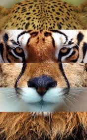 The top two teams in the regular season do battle after squeezing by in the semifinal round. Felinos Fusion Jaguar Tigre Guepardo Puma Leon Cute Chihuahua Animals Wild Cute Puppies
