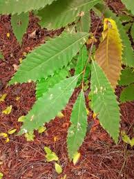 Check spelling or type a new query. Leaf Peeping Time