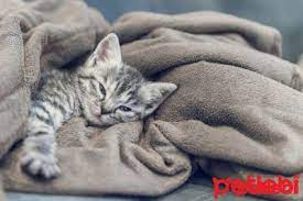 yavru kedi bakiminda nelere dikkat edilmeli yavru kediler kedi cocuk bakimi