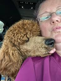 Loki's AKC Good Citizen Training Progress