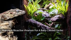 Hello Vivarium Owners Welcome Back To Aquascape Paludarium Website Today We Re Gonna Be Making A Bioactive Vivariu Crested Gecko Bioactive Vivarium Aquascape