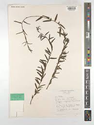 Image result for Antizoma angustifolia