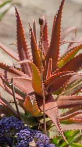 We did not find results for: What Is Aloe Cameronii This Red Aloe Plant Will Brighten Up Your Garden