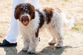 Find the perfect puppy for you and your family. Lagotto Romagnolo Dogs And Puppies For Sale In The Uk Pets4homes