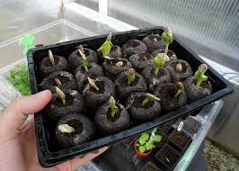 36 (35mm) peat pellet greenhouse easy way to start your seeds! Jiffy Pellets Coir Compost Plugs For Propagation Peat Free