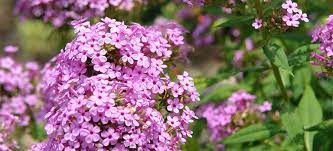 Up to 3 feet tall. 12 Full Sun Perennials That Bloom All Summer Breck S