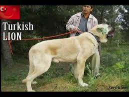 Turkish kangal dog is a breed of livestock guardian dog, perfect shepherd dog, originating from the kangal district in turkey. Turkish Kangal The Biggest Dog In The World Hq Youtube