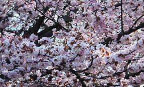 エゾヤマザクラとは 北海道定番の桜は濃いピンクが可愛い