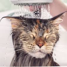 Kedi Yikama Banyo Cengelkoy Pet Kuafor Makaspetkuafor Com