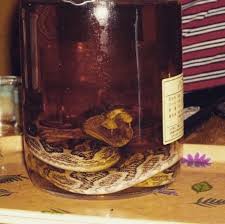 Image result for snake wine