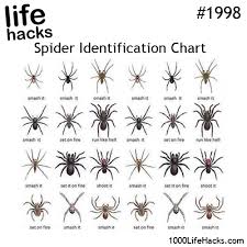 spider identification chart funny life hacks 1000 life