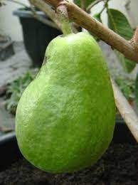 نتيجة بحث الصور عن jambu biji jambu fruit pear