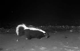 Image result for Turquoise 1961 Tappan