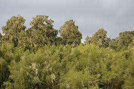 Image result for Streptocarpus milanjianus