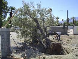 Moving a tree or shrub is very stressful for the plant, so for the year after moving take particular care of the following: The Ancient Art Of Transplanting Olive Trees Home And Garden Siouxcityjournal Com