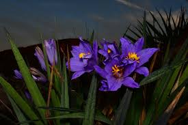 Image result for Velloziaceae