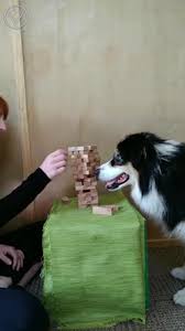 Dog Fucking - Young Girls Can't Resist a Dog's Cock