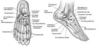 The definition of malleolus in dictionary is as: Lower Extremity Os Foot Ankle Orthobullets