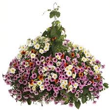 Image result for Thunbergia pynaertii