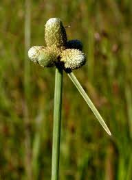 Image result for Lipocarpha