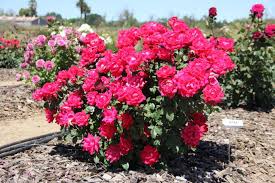 Knockout roses care is easy, we share 5 smart tips on growing, caring for and shaping beautiful knock out roses bushes and trees. Double Knock Out Rose Uc Landscape Plant Irrigation Trials