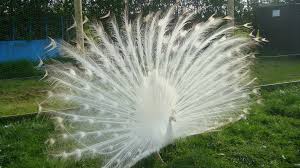 Order now for earliest shipments. Peacocks For Sale Peacocks Uk