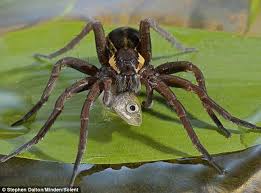 Is It A Fish Is It A Spider Feeding Time Down At The Pond Captured In Stunning Action Photograph Spider Spiders Scary Creepy Spider
