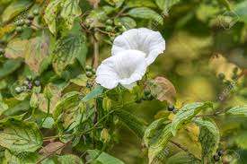 Image result for Ipomoea stolonifera